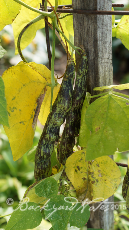 Rattlesnake pole bean, green stage