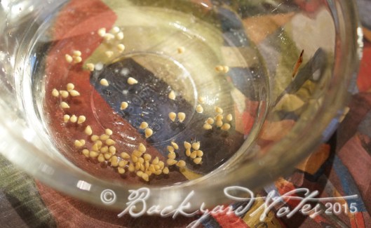 The fermented and dried tomato seeds