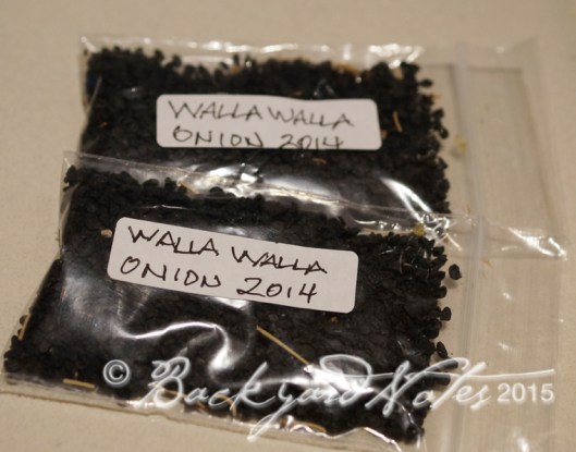 Lots of onion seed and plenty to share!