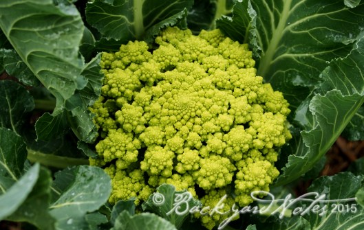 Romanesco cauliflower 'Veronica'