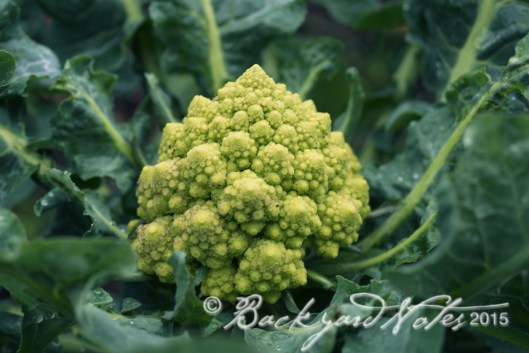 Not ready to pick, but soon!