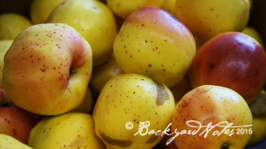 Winter Banana apples